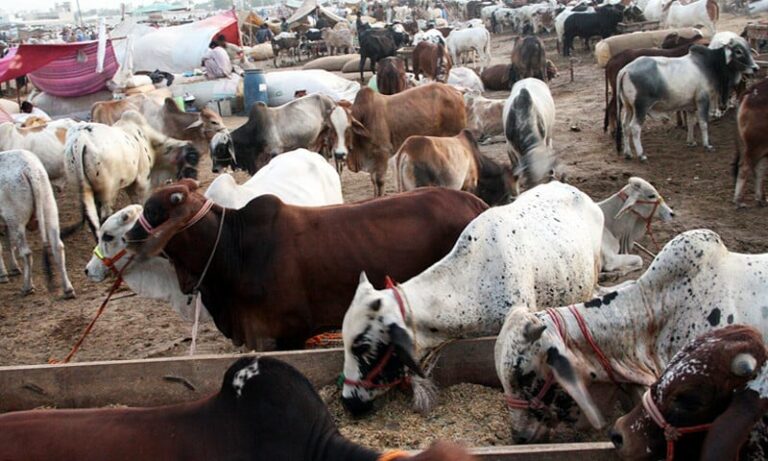 CM orders civic bodies to keep city clean on Eidul Azha
