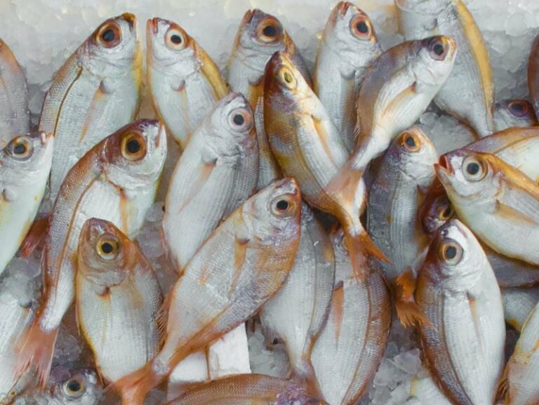 Fish farming surpasses wild fisheries for first time: UN report